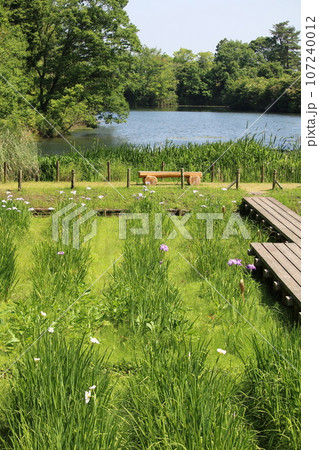 広島　三景園の花菖蒲 107240012