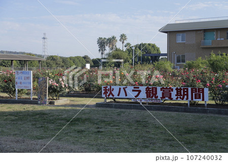 荒尾市　おもやい市民花壇　バラの花、 107240032