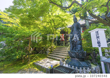 京都　今熊野観音寺　大師堂　ぼけ封じ観音　新緑の季節 107240348