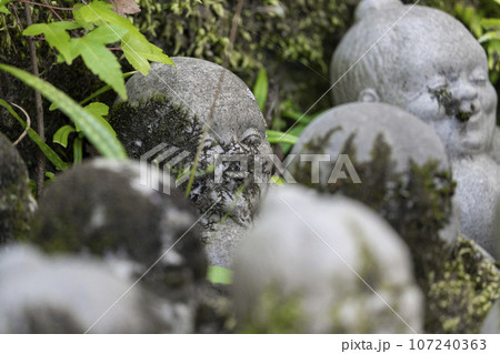 京都　今熊野観音寺　お地蔵さん　新緑の季節 107240363