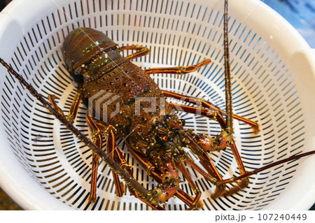 籠に入ったイセエビ 107240449