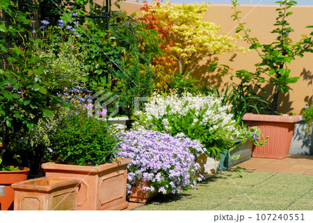 春のガーデニング　緑と花 107240551