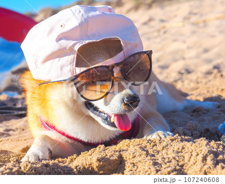 Shiba Inu puppy looks like a little fox 107240608