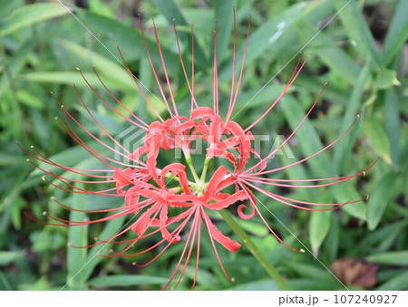 石段に咲く彼岸花 107240927