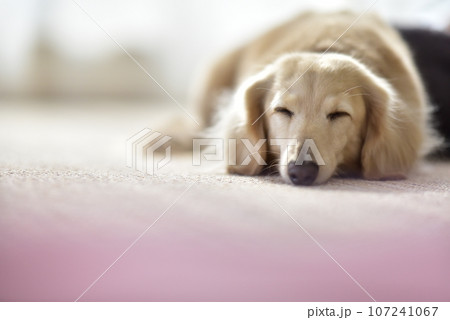 寝ているミニチュアダックス 寝ているミニチュアダックス 107241067