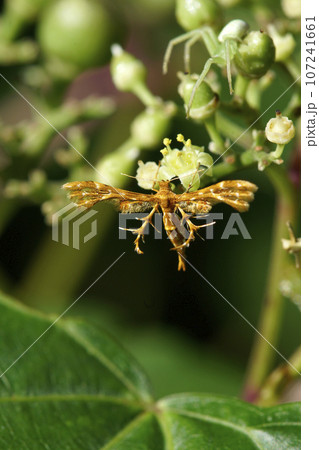 ヤブガラシの花の蜜を吸うシラホシトリバとそれを狙う小さな緑色の蜘蛛 ヤブガラシの花の蜜を吸うシラホシトリバとそれを狙う小さな緑色の蜘蛛 107241661