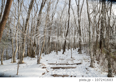 冬の絶景 凍り付く森 冬の絶景 凍り付く森 107241683