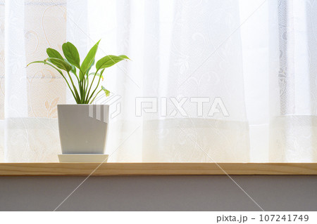 窓辺で育てる鉢植えのスパティフィラム 107241749