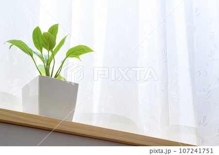 窓辺で育てる鉢植えのスパティフィラム 107241751