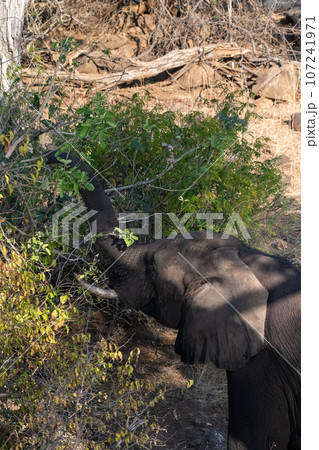 African Elephant in Chobe National Park 107241971