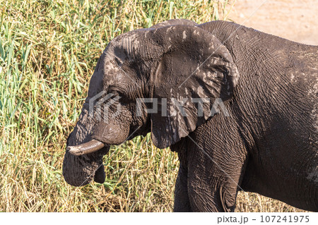 African Elephant near a water hole 107241975