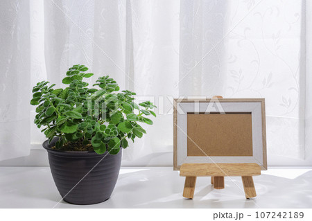 鉢植えの観葉植物アロマティカスと写真立て 107242189