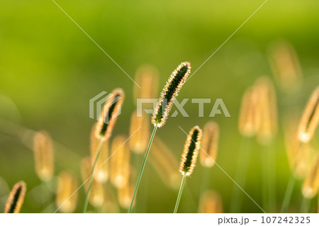 【素材】秋のイメージ 107242325