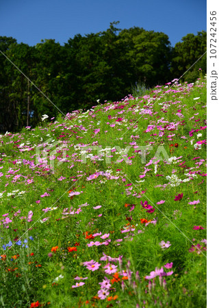秋の花に埋まる里山ガーデン 107242456