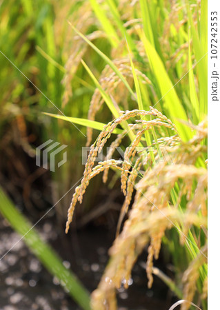 稲穂 稲穂 107242553