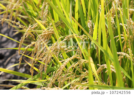 稲穂 107242556