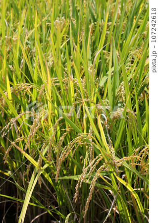 稲穂 107242618