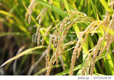 稲穂 107242619