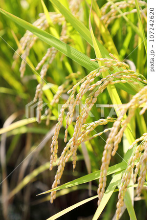 稲穂 107242620