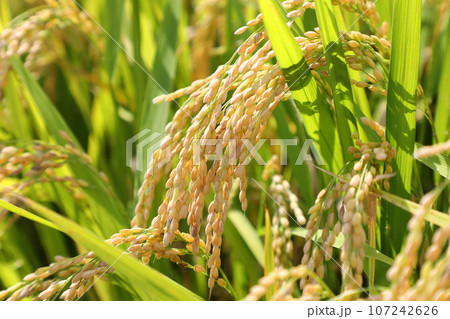 稲穂 107242626