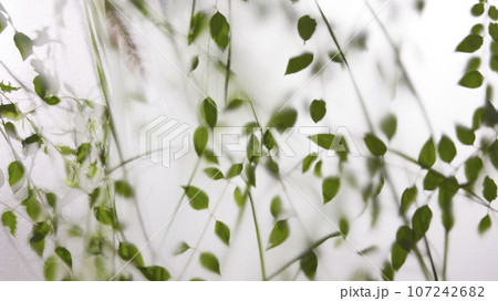 A window view of green leaves in the afternoon sunlight. 107242682