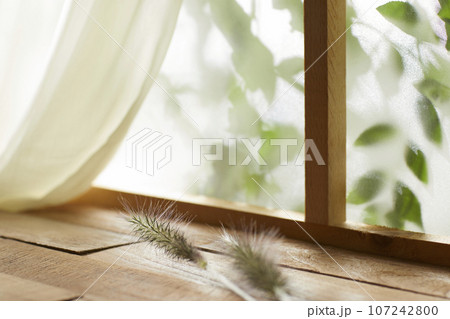 A window view of green leaves in the afternoon sunlight. 107242800