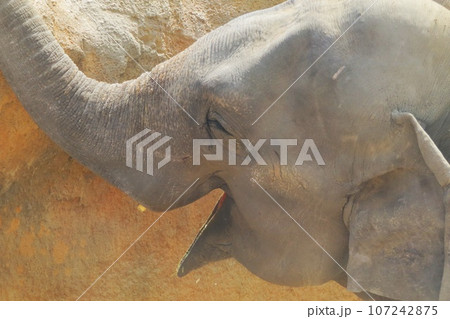 笑っているようなスリランカゾウ 107242875