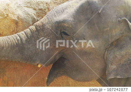 笑っているようなスリランカゾウ 107242877