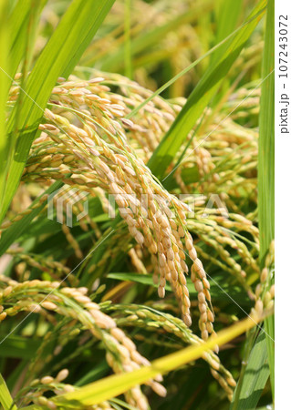 稲穂 稲穂 107243072