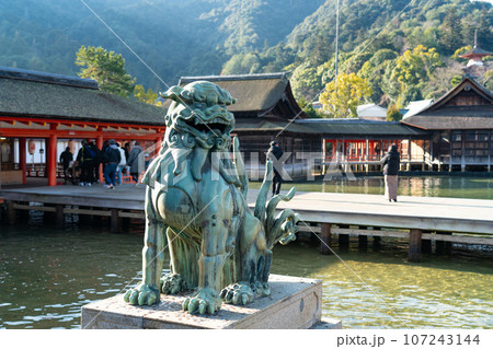 【世界遺産　嚴島神社】【安芸国一宮】晴れた新年の銅製狛犬と社殿　広島県廿日市市 107243144