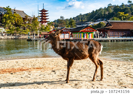 【世界遺産　嚴島神社】【安芸国一宮】晴れた新年の砂浜に立つシカと社殿1　広島県廿日市市 107243156
