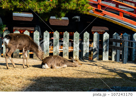 【世界遺産　嚴島神社】【安芸国一宮】晴れた新年の反橋前に佇むシカ　広島県廿日市市 107243170