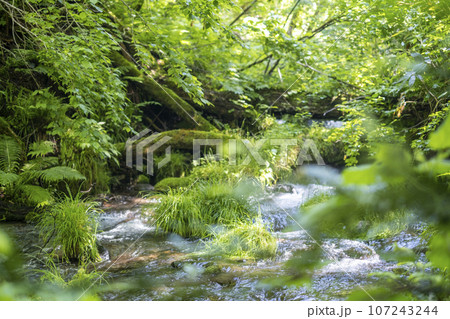 新緑の中を流れる清流 (木谷沢渓流) 新緑の中を流れる清流 (木谷沢渓流) 107243244