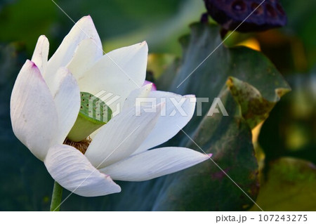 白い蓮の花 107243275