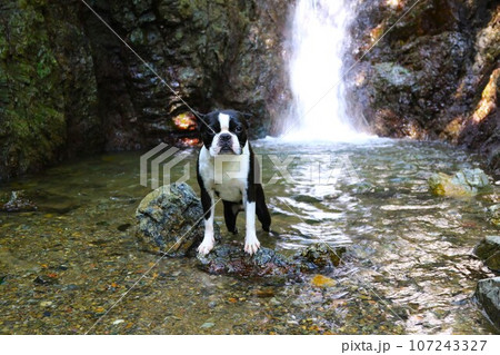 毛呂山町の獅子ヶ滝の渓流の中で可愛く見つめるボストンテリアのマイティ君♡ 107243327