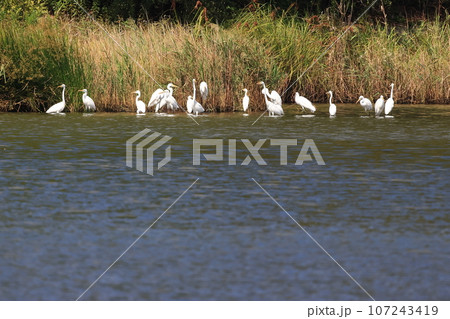 サギ達の集まり 107243419