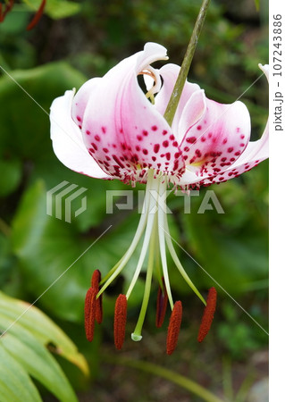タキユリ（カノコユリ）の花 107243886