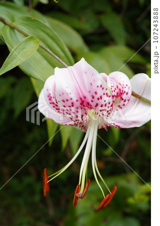 タキユリ(カノコユリ)の花 タキユリ(カノコユリ)の花 107243888