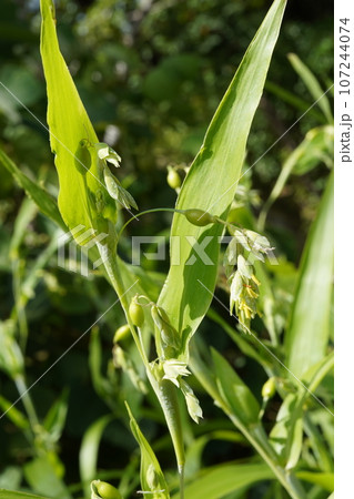 ハトムギ 107244074