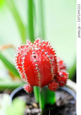 gymnocalycium mihanovichii or cactus or cereus hexagonus or cereus hexagonus 107244121