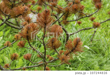 Close-up of sick needles with rust against the background of green grass. Dry needles. Nerpotrichia. 107244816