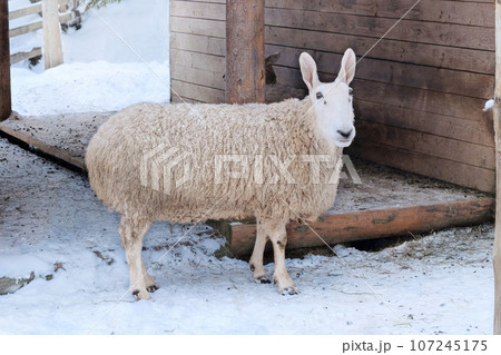 White sheep with funny ear is standing on white background. Winter day at the pasture. Lamb and ewe farm. Countryside. 107245175