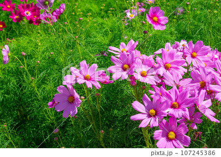 広島県世羅郡の香山ラベンダーの丘に咲いたコスモス 107245386