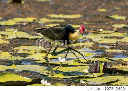 Comb crested jacana stepping on lilypads in lake with big feet Comb crested jacana stepping on lilypads in lake with big feet 107245400