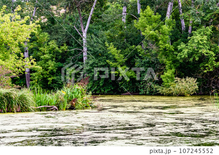 Beautiful grass swamp reed growing on shore reservoir in countryside Beautiful grass swamp reed growing on shore reservoir in countryside 107245552