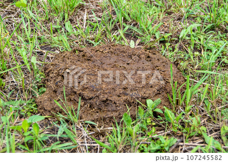 Photography on theme fresh cow dung lies on manure animal farm Photography on theme fresh cow dung lies on manure animal farm 107245582