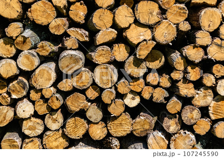 Photography on theme big wall of stacked oak tree logs in cracks 107245590