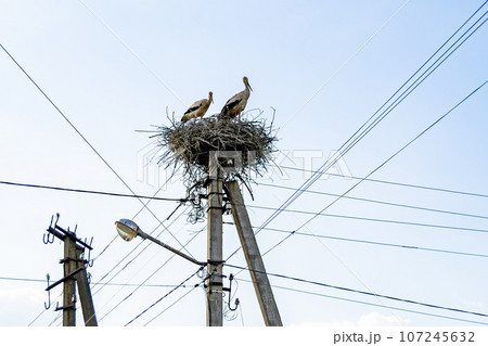 Beautiful wing stork in wooden stick nest on street lamp 107245632