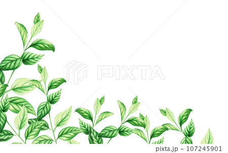 Watercolor frame with fresh peppermint leaves isolated on white background. Detail of the beauty products and botany set, cosmetology and medicine. For designers, spa decoration, postcards, wrapping Watercolor frame with fresh peppermint leaves isolated on white background. Detail of the beauty products and botany set, cosmetology and medicine. For designers, spa decoration, postcards, wrapping 107245901