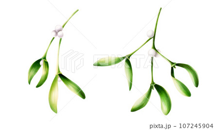 Watercolor set of christmas green mistletoes. New year botanical illustration of kissing symbol isolated on white background. For designers, decoration, shop, for postcards, wrapping paper, covers. 107245904